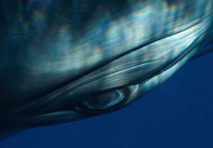 Bryant Austin. El fotgrafo de ballenas