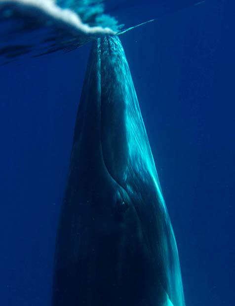 Bryant Austin. El fotgrafo de ballenas