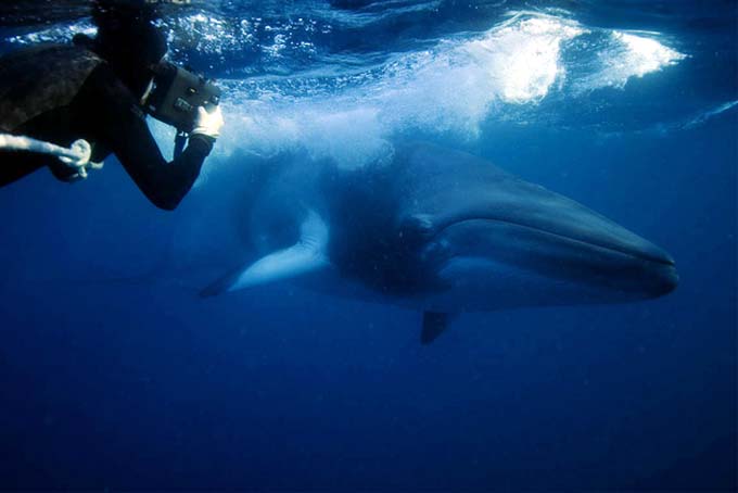 Bryant Austin. El fotgrafo de ballenas