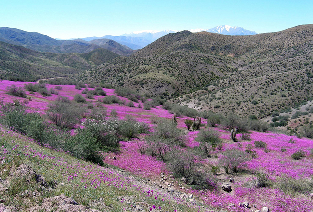 Calandrinia longiscapa - Pata de Guanaco