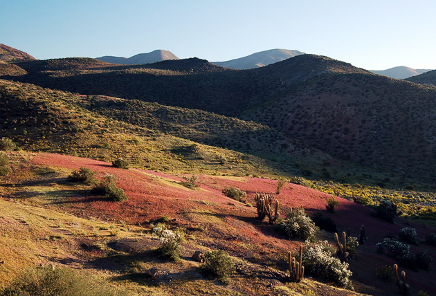 Calandrinia longiscapa - Pata de Guanaco