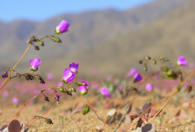 Calandrinia longiscapa - Pata de Guanaco