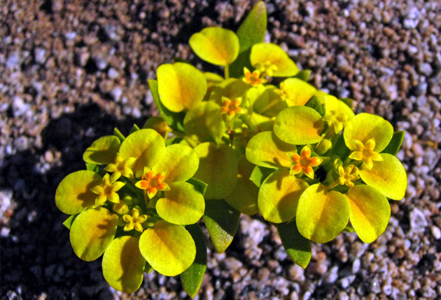 Cruckshanksia pumila - Rosita del campo