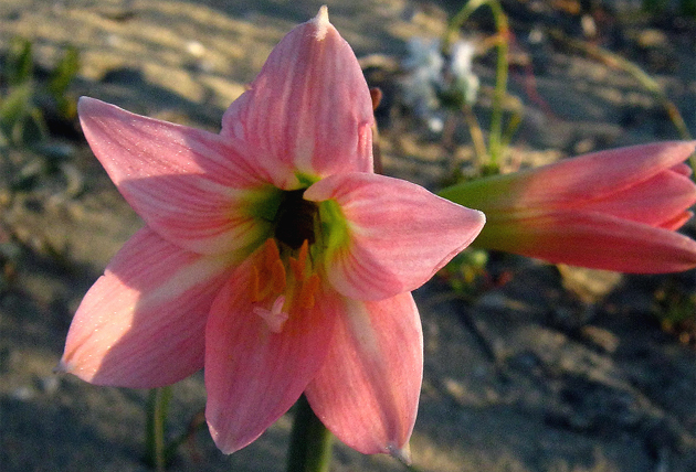 Rhodophiala phycelloides - Aauca Roja o Revienta Ojos