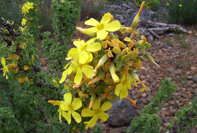 Desierto Florido