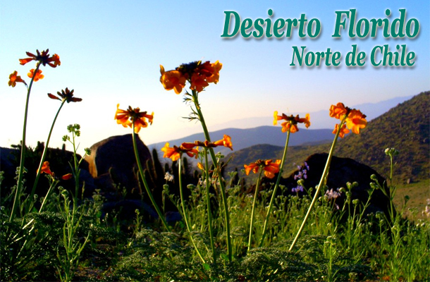 El florecer del desierto -  "Desierto Florido" - Norte de Chile