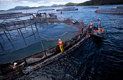 "Estado Salmonero" el documental que busca frenar expansión de salmoneras a Magallanes y Tierra del Fuego se estrena online.