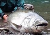 Problema Tipo Salmón, otra mirada al nuevo rey de los ríos de la Patagonia.