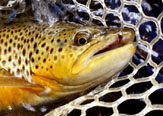 10 Moscas Esenciales Para la Pesca de Truchas