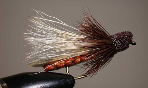 Stone fly Montana