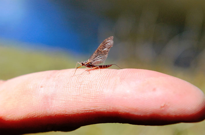 Lonquimay, All Mountain Fishing experience