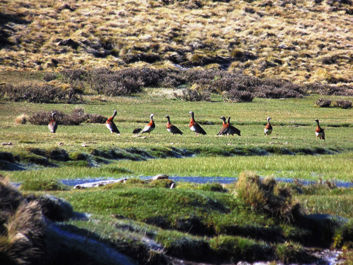 Lonquimay, All Mountain Fishing experience
