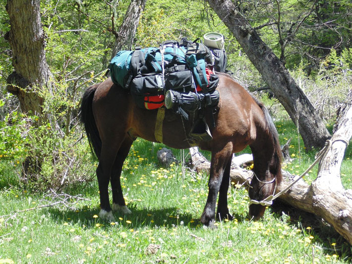 Lonquimay, All Mountain Fishing experience