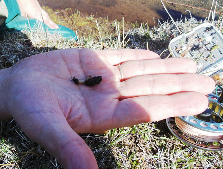 Lonquimay, All Mountain Fishing experience