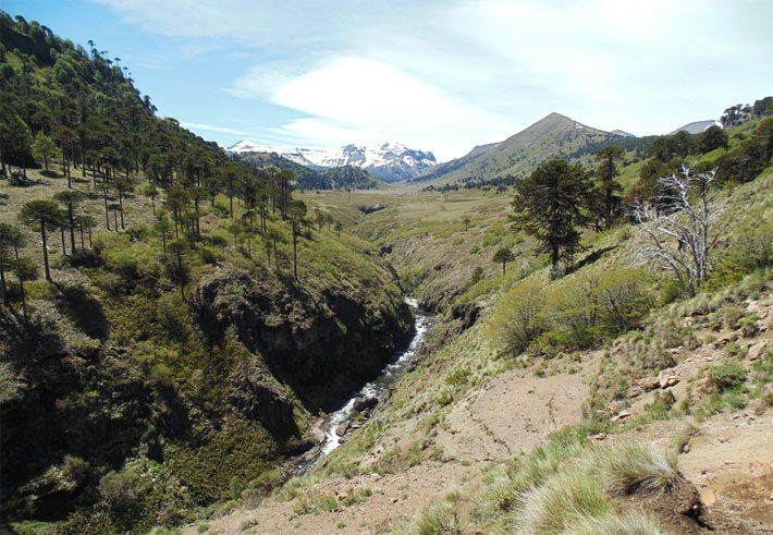 Lonquimay, All Mountain Fishing experience