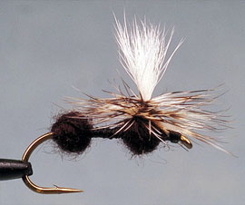 Parachute Ant
