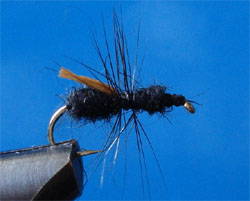 Austral Flying Ant