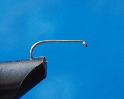 Paso 1 - Austral Flying Ant