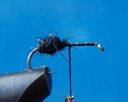 Paso 2 - Austral Flying Ant