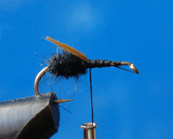 Paso 3 - Austral Flying Ant