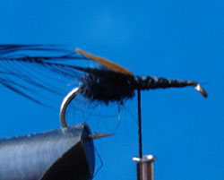 Paso 4 - Austral Flying Ant