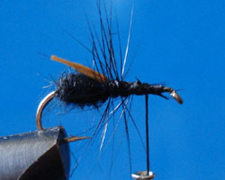 Paso 5 - Austral Flying Ant