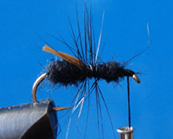 Paso 6 - Austral Flying Ant