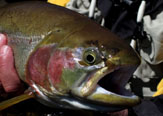 Bio Bio River Lodge, la última frontera para la pesca con mosca en la Araucanía.
