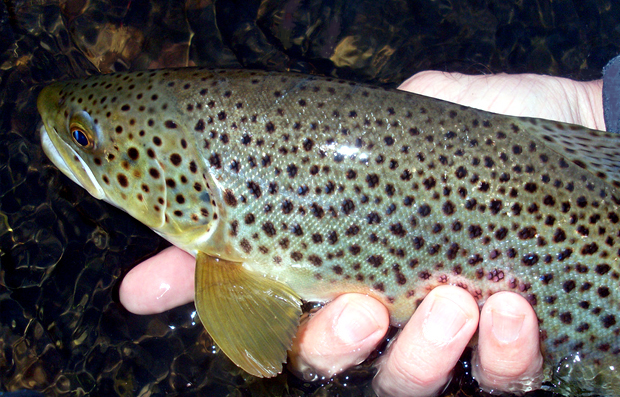 Trucha fario del río Calcurrupe
