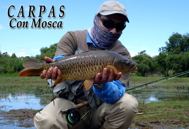 Carpas Con Mosca