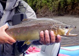 La ruta de las Marrones. Pesca con mosca en Chiloé.