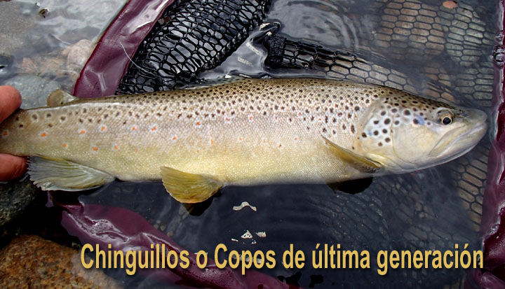 Chinguillos o Copos de última generación