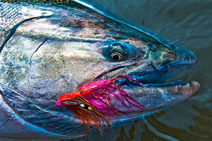 El regreso a los ros salmoneros de Chile