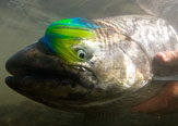 Pesca con mosca de salmon chinook, 10 tips o consejos para ponerlos en practica