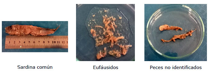 Estudio Biolgico de la Poblacin de Salmn Chinook en la Cuenca del Ro Toltn - Regin de la Araucana - Chile