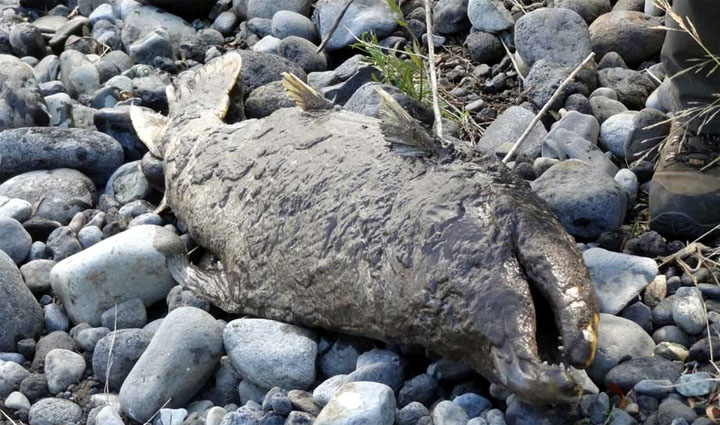 Estudio Biológico de la Población de Salmón Chinook en la Cuenca del Río Toltén - Región de la Araucanía - Chile
