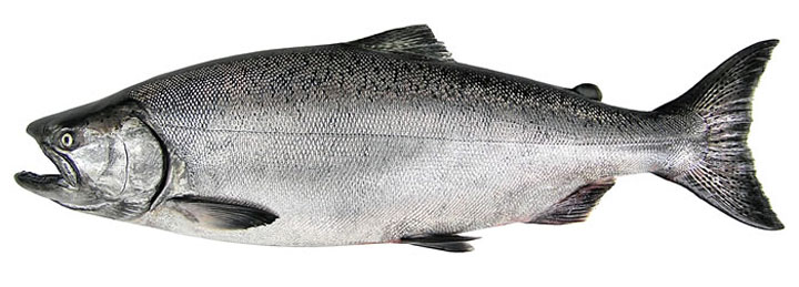 Estudio Biolgico de la Poblacin de Salmn Chinook en la Cuenca del Ro Toltn - Regin de la Araucana - Chile