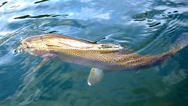 Trucha arcoiris capturada con ninfa imitacin de odonato en Conguillo