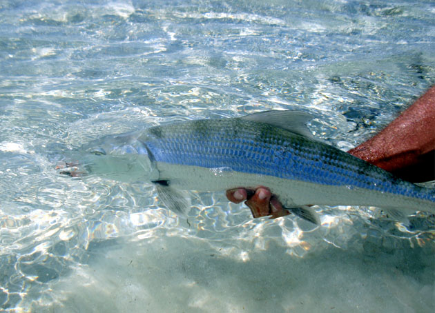 Pesca Con Mosca en CUBA