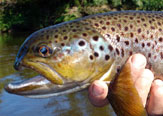 Sobrevivientes, Peces con malformaciones, lesiones y deformaciones.