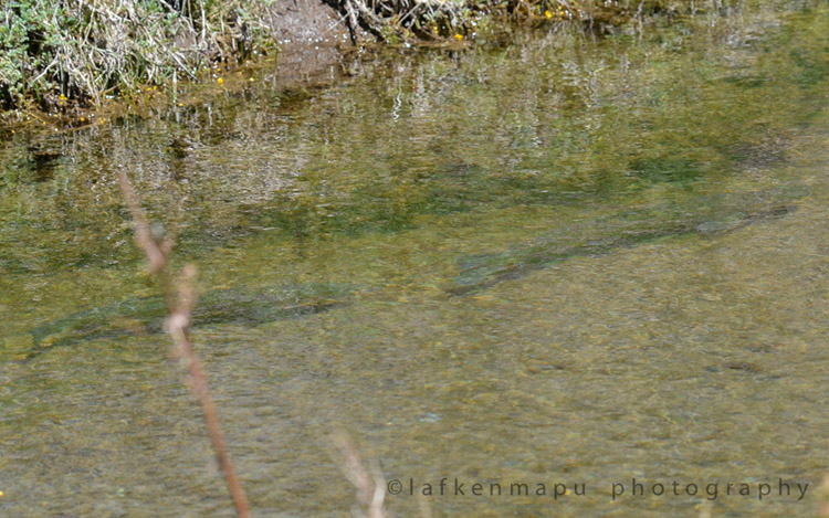 Laguna El Dial, en la codillera central de Chile