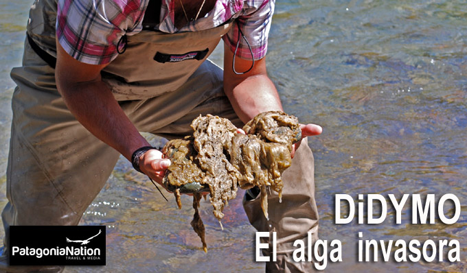 Didymo, el alga invasora.