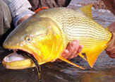 Dorados en Salto Chico, Concordia - Argentina