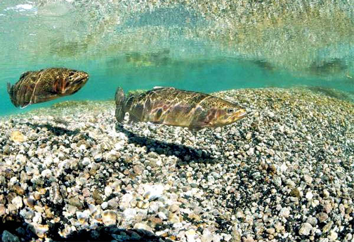 Pescando con Dropper en ro - Foto de National Geographic