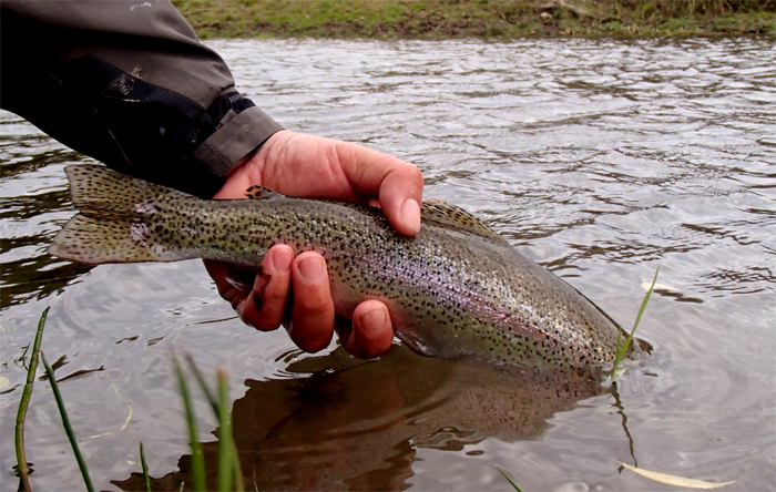 Pescando con Dropper en ro