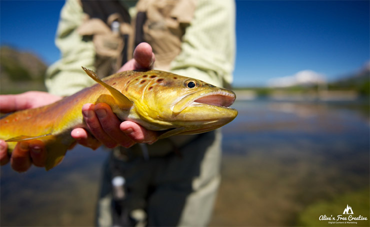 Dry Fly Fishing Patagonia Chile