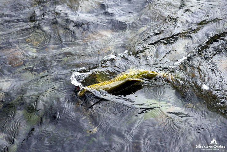 Dry Fly Fishing Patagonia Chile