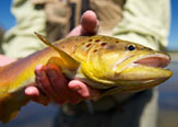 Dry Fly Fishing Patagonia Chile.