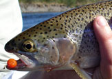 Eggs Flies - Pescando con imitaciones de huevos
