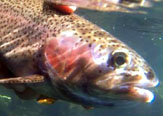 Taller Finalización Proyecto "Identificación de Zonas de Desove y Alevinaje de Especies Ícticas de Interés para la Pesca Recreativa en la Región de Los Ríos"